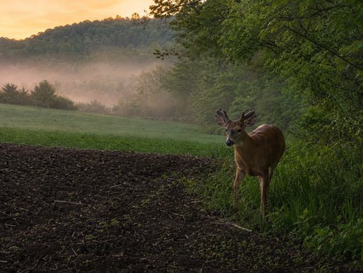 Kentucky Food Plot Planting in Early May: What to Put In Now and What Can Wait