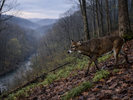 Common Mistakes Kentucky Hunters Make in Spring And How to Fix Them Before Deer Season