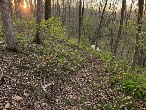 Kentucky Whitetail Spring Scouting: Why This Warm-Up Week Is the Time to Find Fall Beds
