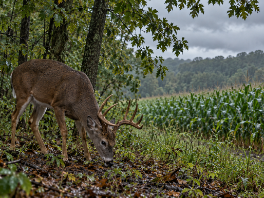 Kentucky Deer Hunting Forecast Update: Heat, Storms and the Best Hunt Windows for Sept. 9-13