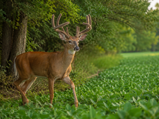 Kentucky Velvet Buck Scouting: Use This Late-July Window Before the Heat Returns