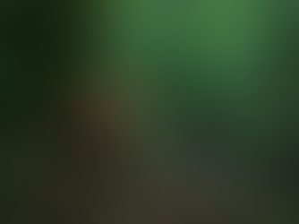 How Kentucky Deer Move in Mid-May: Green-Up, Creek Bottoms, and Fawning Cover