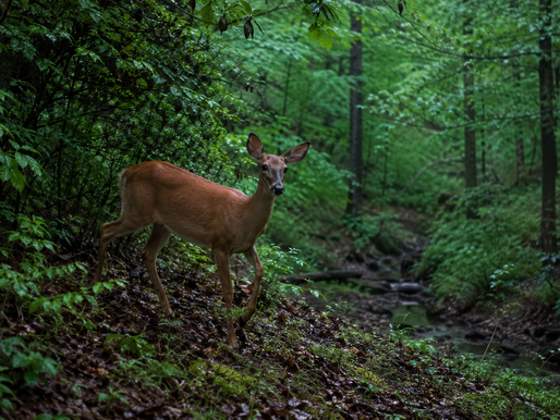 How Kentucky Deer Move in Mid-May: Green-Up, Creek Bottoms, and Fawning Cover
