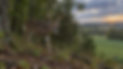 Kentucky Deer Hunting Forecast: September 7–13, 2026