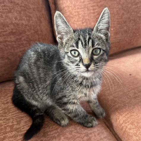 Grey and white tabby kitten ready for adoption sitting on the couch