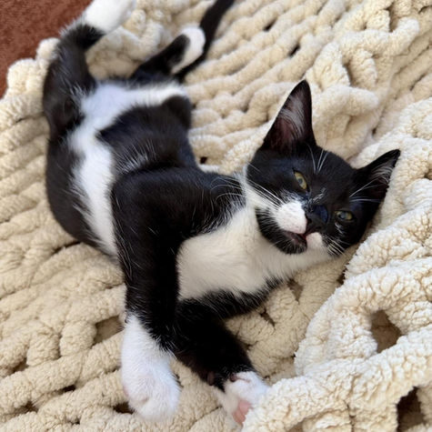 Black and white kitten ready for adoption laying on a blanket