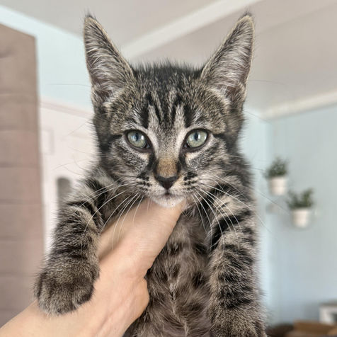 Grey and white tabby kitten ready for adoption being held up in the air