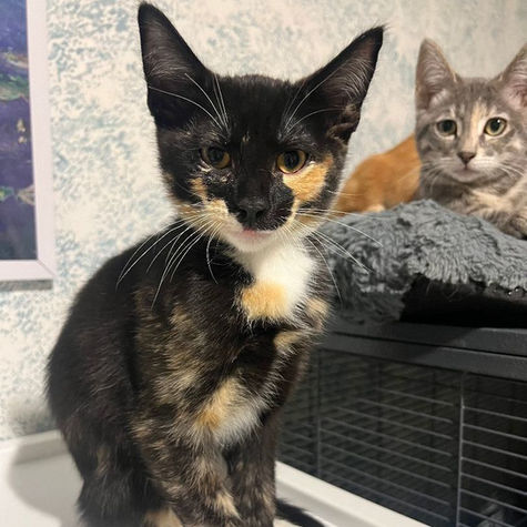 Calico kitten ready for adoption sitting beside another kitten on a cat bed