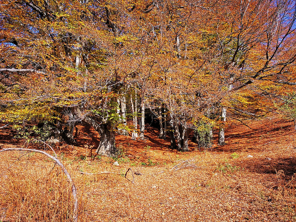 Есенни гори в Балкана (1).jpg