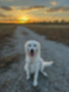 Miss Teal-Poppy