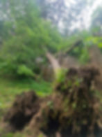 Storm Damage Clean Up
