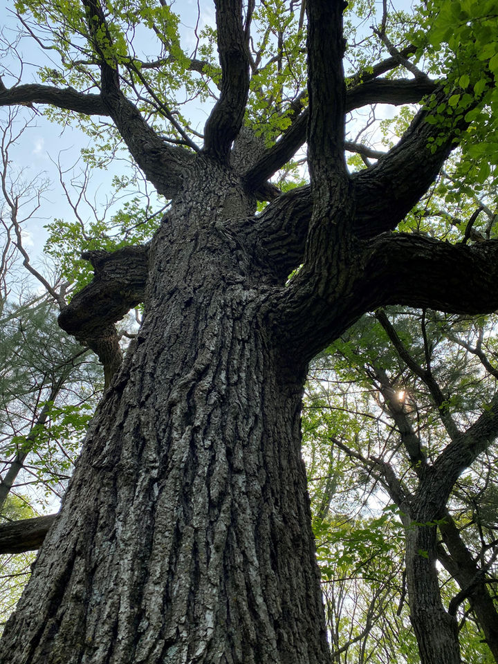 Oak wilt in Minnesota