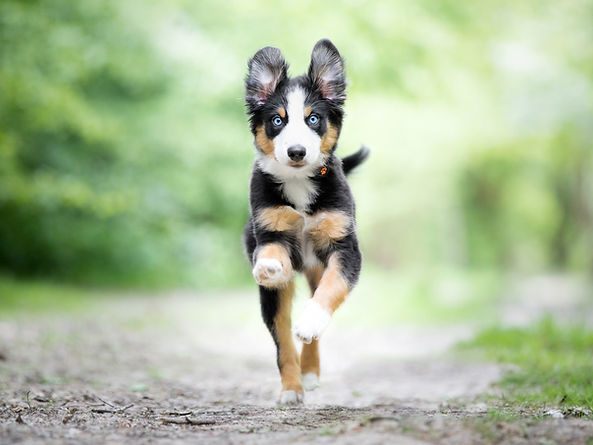 Puppy Training