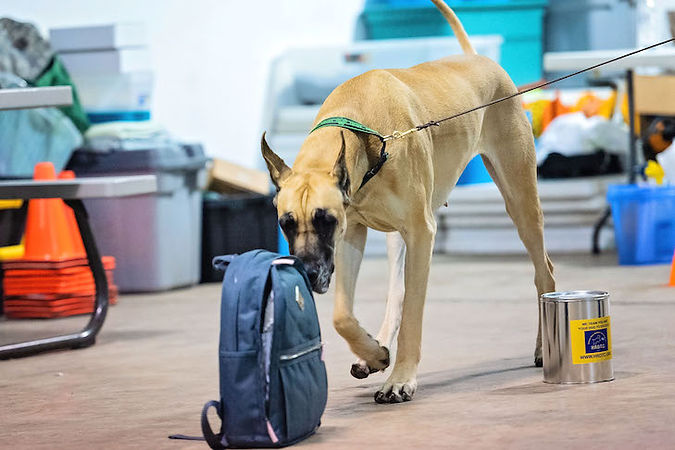 Sniffer Dog