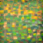 WoodedWalkWeb800px