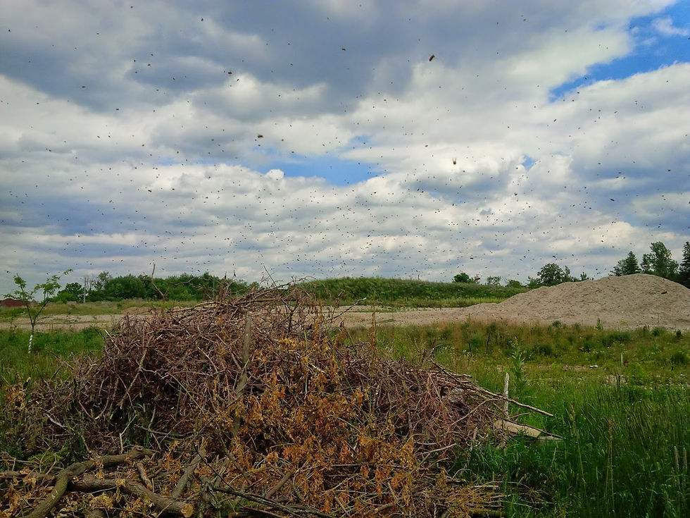 bee swarm