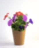 Petunia_small.webp