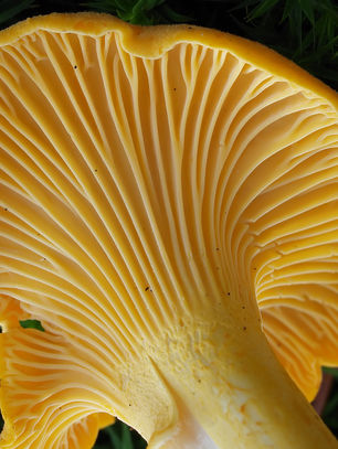 Psilocybin: Unlocking the Cellular Fountain of Youth?