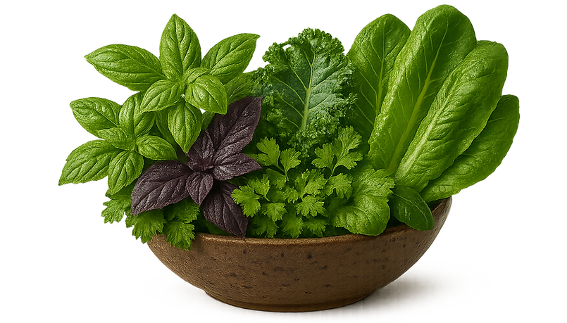 Salad from Agwa vegetables