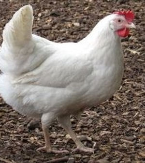 Fenning White.jpg