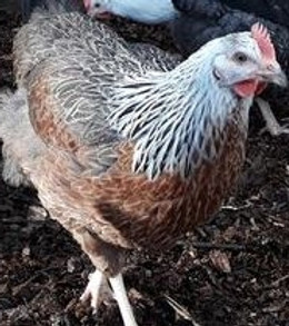 Silver Duckwing Leghorn.jpg