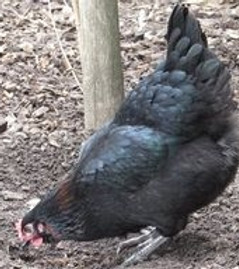 Fenning Black.jpg