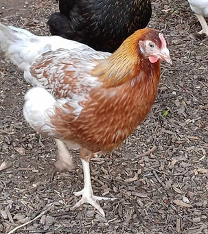 Blue Partridge Leghorn.jpg