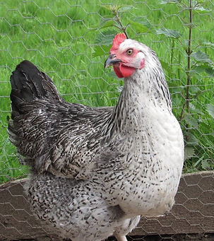 Pied Suffolk.jpg