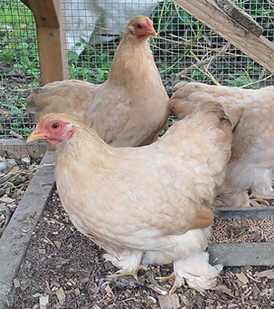 Lemon Pekins.jpg