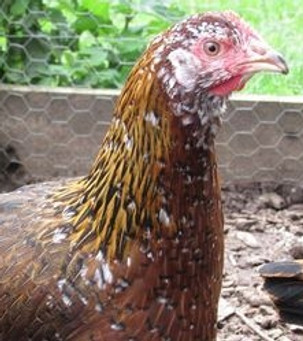 Millefleur Leghorns.jpg