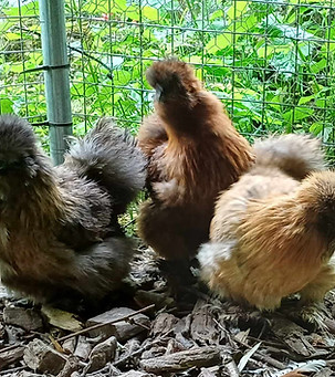 Three Silkies.jpg