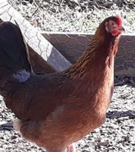 Partridge Leghorn.jpg