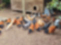 Mixed Purebreeds.jpg