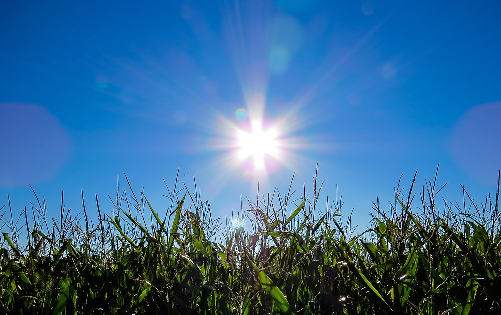 Sunshine and grass