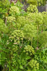 Angelica by Nicholas Culpeper