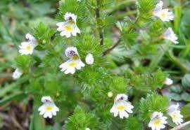 Herbal help for stys
