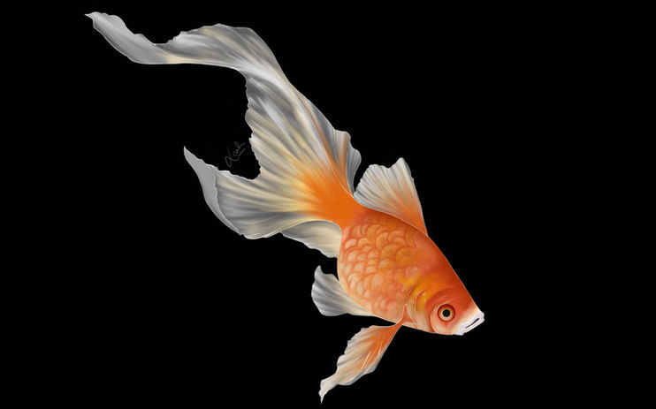 goldfish copy.jpeg