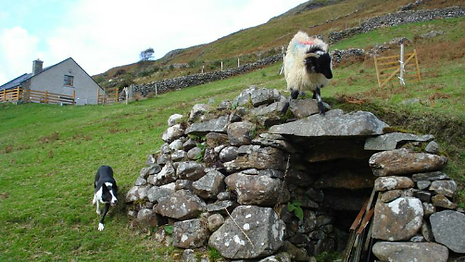 Sheep Dog Demonstrations on our Private Connemara Tour.