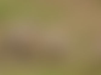 Five Little Ducks - Song