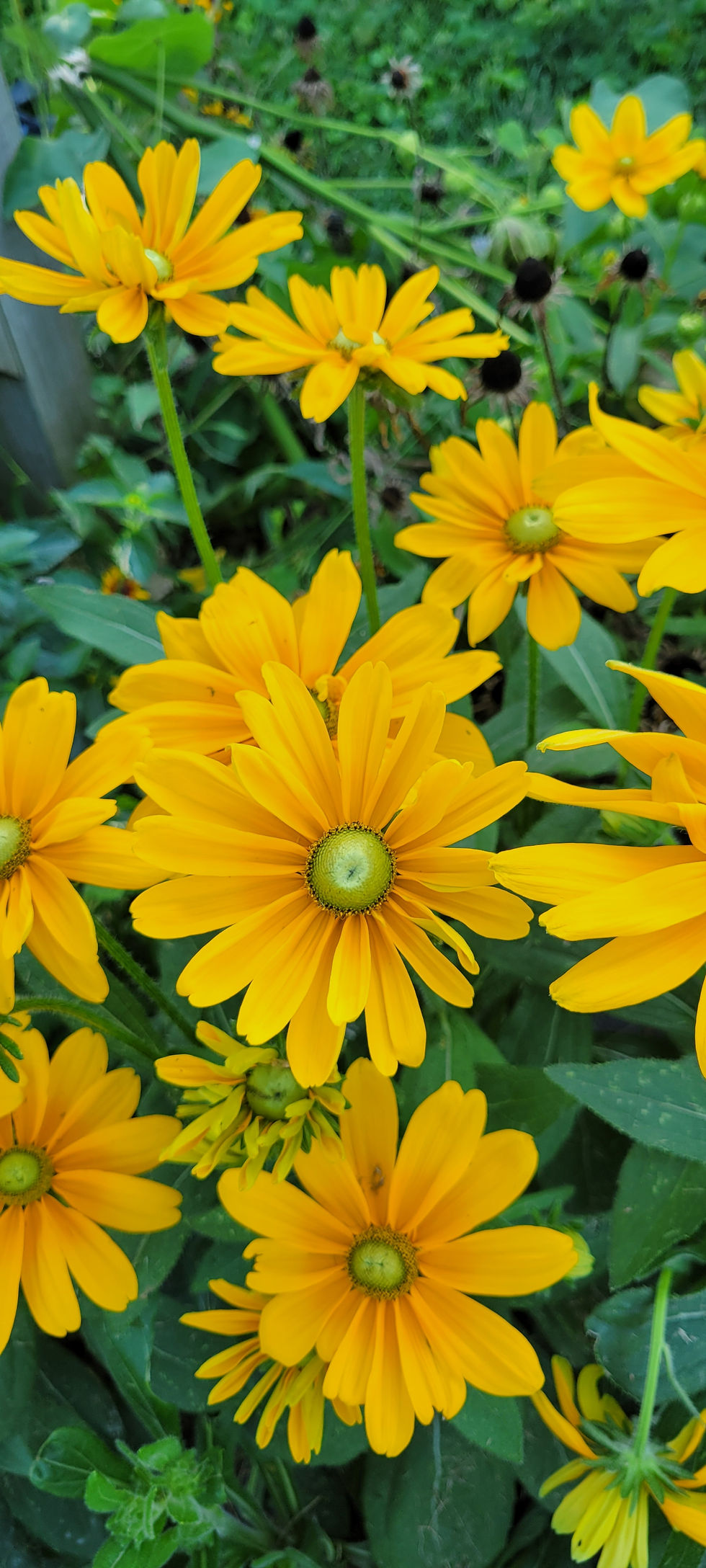 Thumbnail: CSA - 16 Bouquets & 16 Herb Bundles