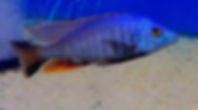 Otopharynx sp nova blue long nose