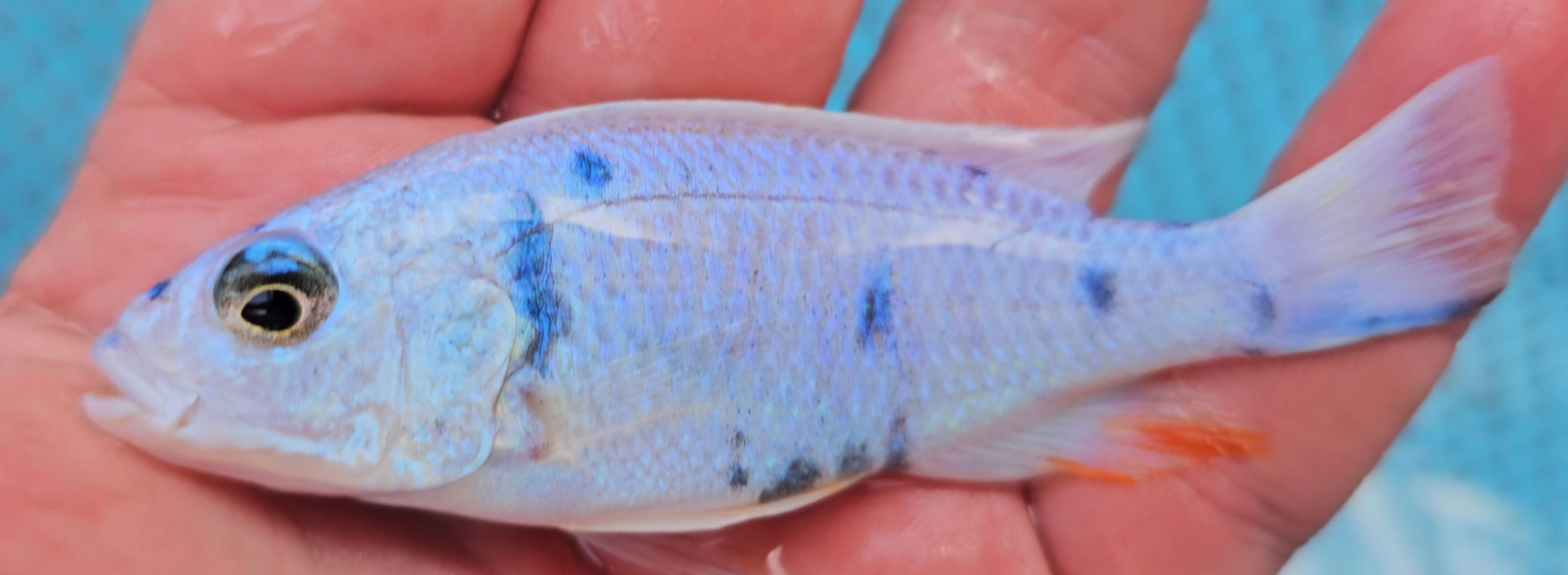 Sciaenochromis fryeri OB Platinum