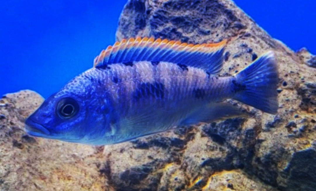 Otopharynx lithobates red top aristochromis