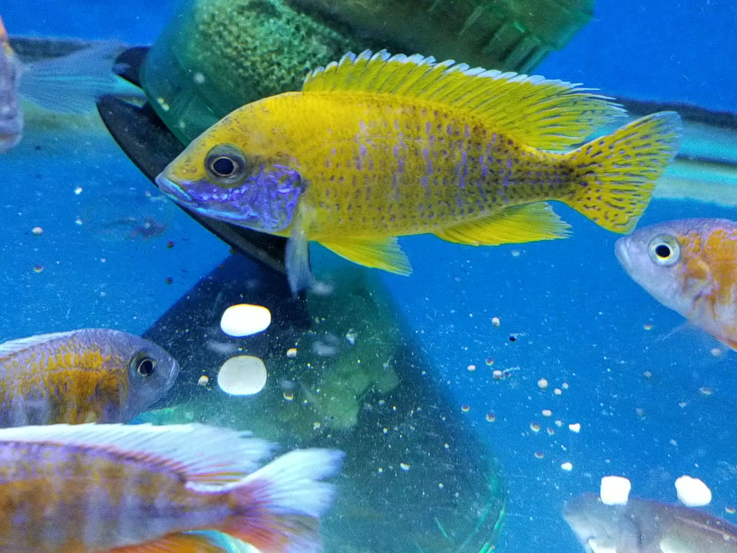 Aulonocara baenschi Benga