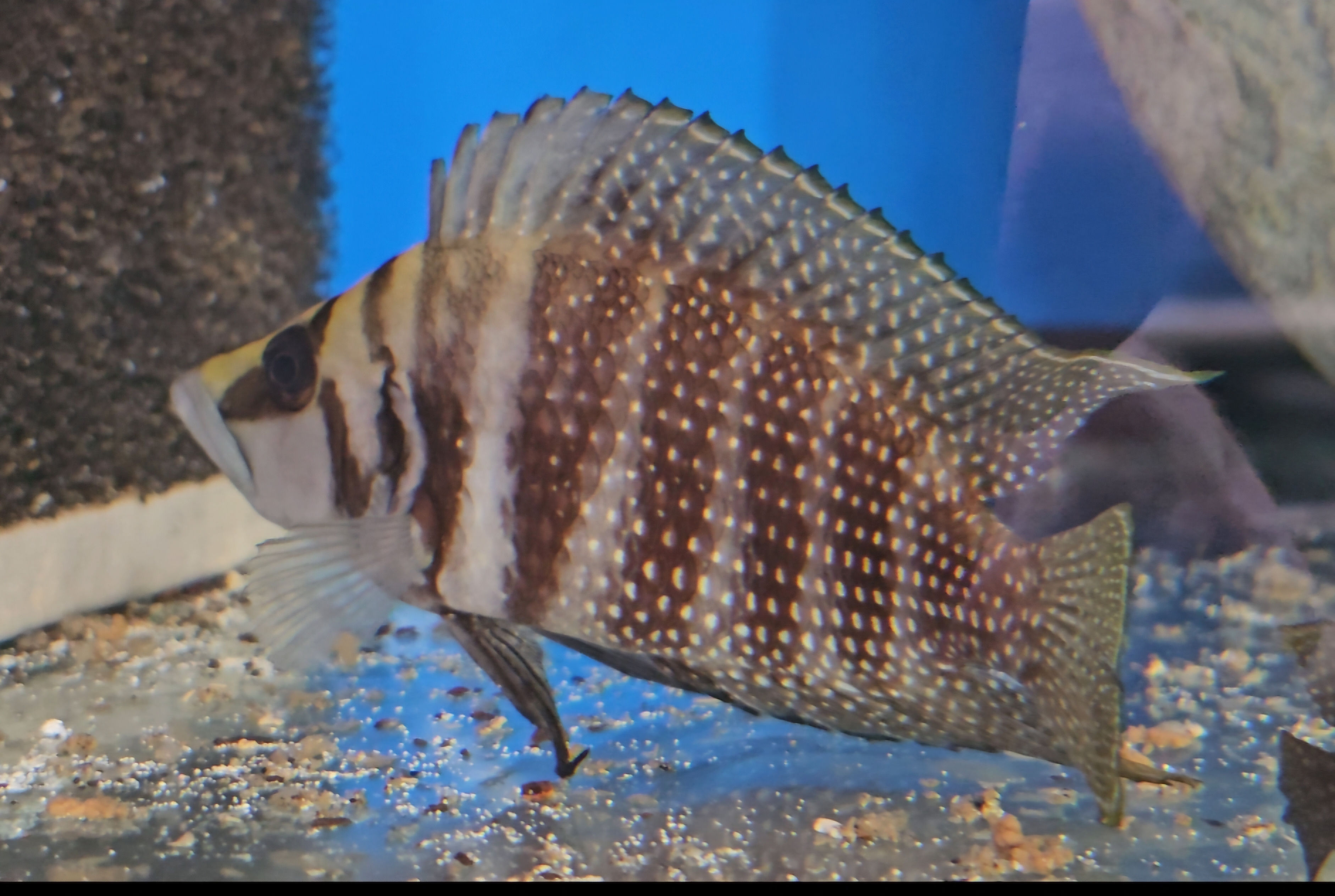 Altolamprologus calvus black WILD CAUGHT