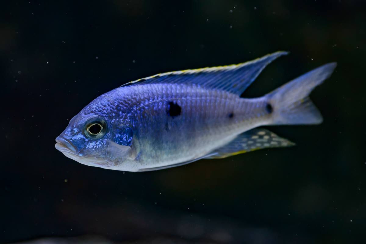 Copadichromis azureus