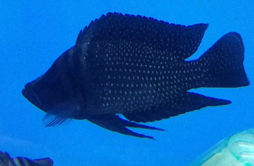 pic Altolamprologus Calvus Inkfin altolamprologus calvus black inkfin f1 south east cichlids