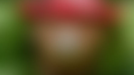 Paddington in Peru: A Box Office Triumph for Everyone’s Favorite Bear