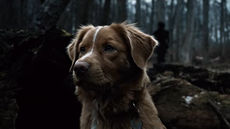 🐾Good Boy (2025) — A Haunting Tale of Loyalty, Love, and Loss | Box Office Hit, Review, Analysis & Streaming Details on Shudder