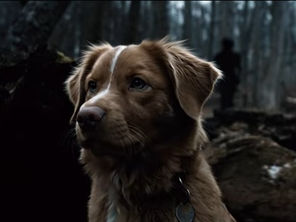 🐾Good Boy (2025) — A Haunting Tale of Loyalty, Love, and Loss | Box Office Hit, Review, Analysis & Streaming Details on Shudder